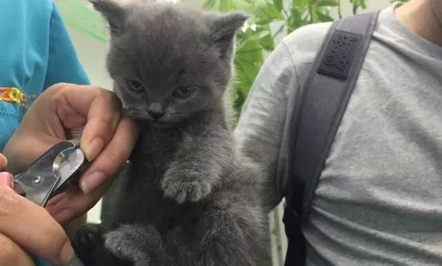 小蓝猫被强行剪指甲,无力反抗的它露出了最凶狠的表情