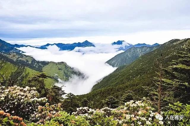 雅安,旅游景区,蒙顶山,大熊猫,杜鹃花,古镇