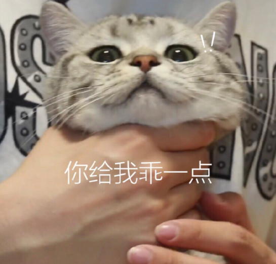 搞笑萌猫表情包:捂住眼睛,不让眼泪掉下来!