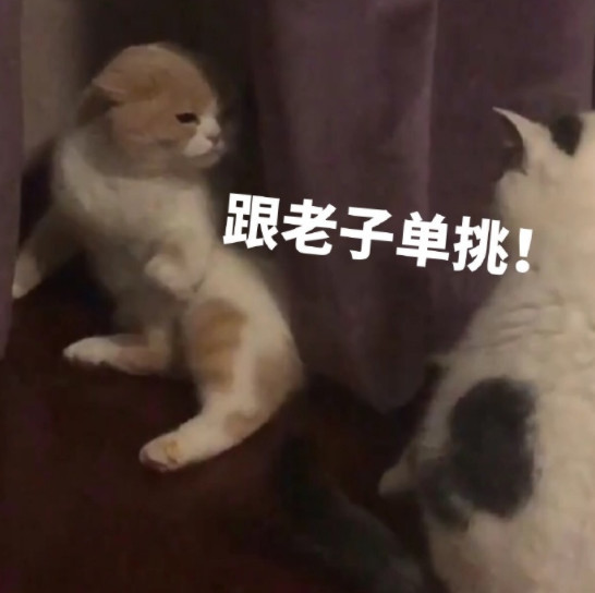 搞笑萌猫表情包:捂住眼睛,不让眼泪掉下来!