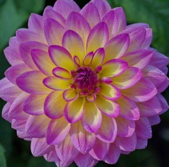 大丽菊花期花少不鲜艳?注意三点小技巧,呼呼冒花芽,蹭蹭长爆盆