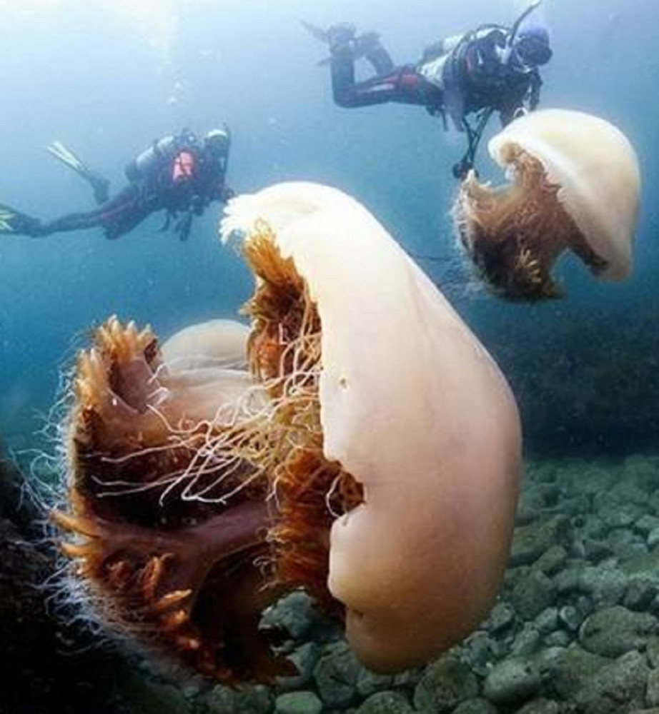 海洋中巨大的生物,明明能吃,日本人却相当困扰