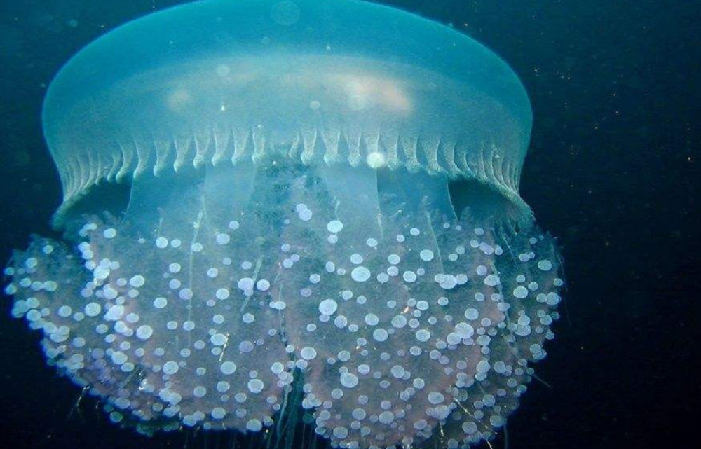 这种巨大的水母生物 明明可以吃的,但是 日本人拿他们却一点办法都没