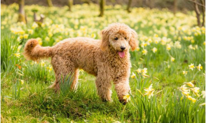 可卡布犬:可卡布犬有着毛茸茸的毛发,非常的可爱,而且也是人们最喜欢