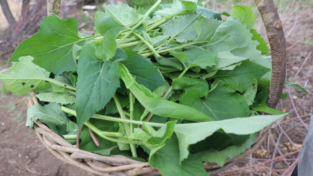 东北农村大山上都有哪些野菜?你认识几种?蒸2锅包子吃