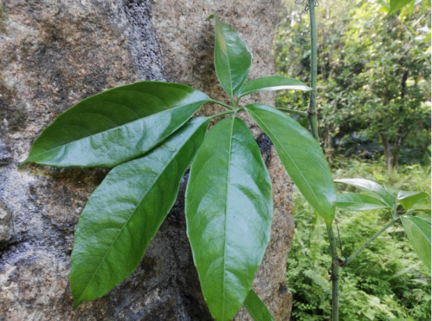 荒野维生食物之野菜系列——扁担藤