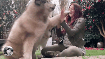 壁纸 动物 狗 狗狗 灵长目 360_202 gif 动态图 动图