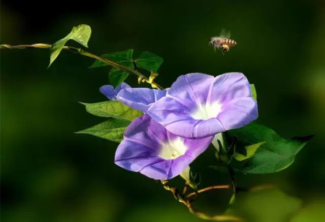 牵牛花为8月6日的生日花 牵牛花的花语:名誉/爱情永固 牵牛花花寓意