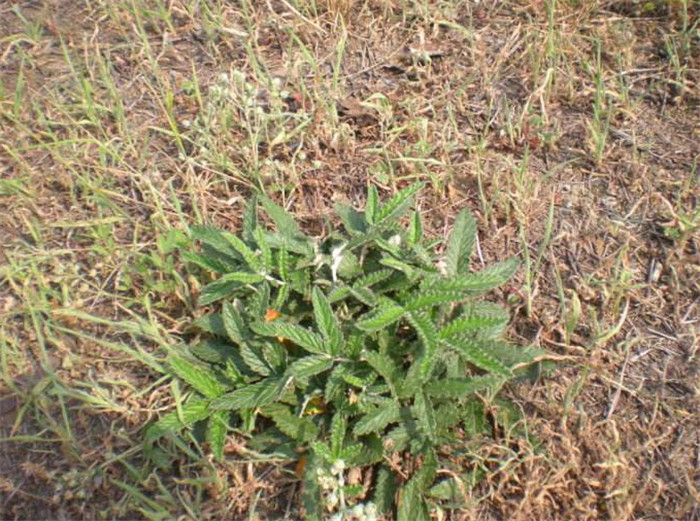 农村植物"鸡腿草",不仅会"变色",而且价值珍贵,你认识