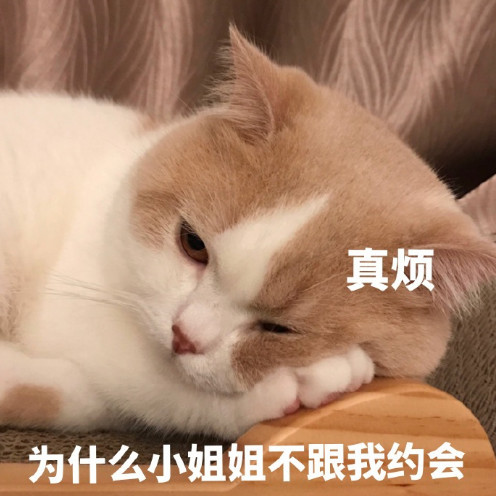 搞笑萌宠猫咪表情包:在别人怀里偷偷想你!