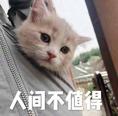 搞笑萌宠猫咪表情包:可爱不是长久之计,可爱我才是长久之计!