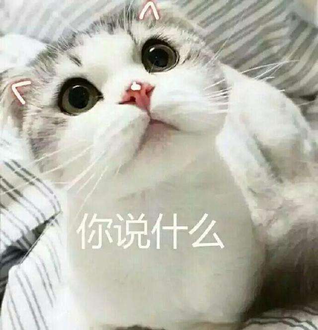 可爱猫咪暖心表情包!