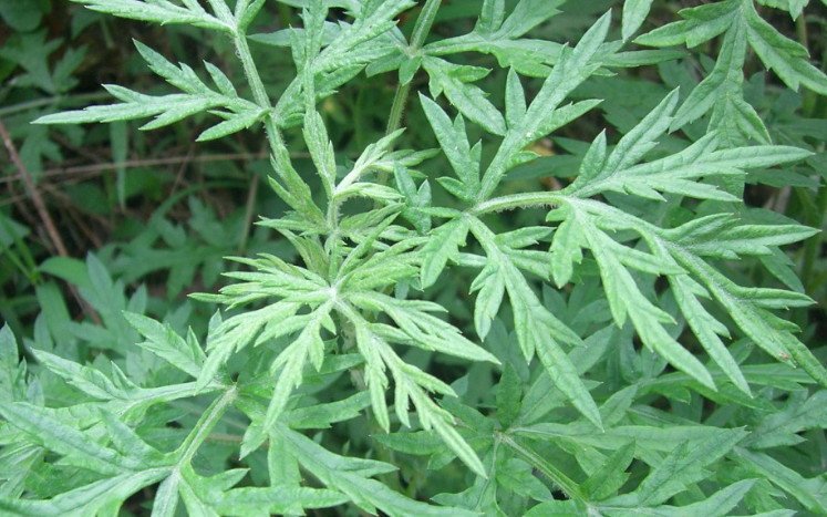 野菜,艾草,植物,中药材,艾蒿