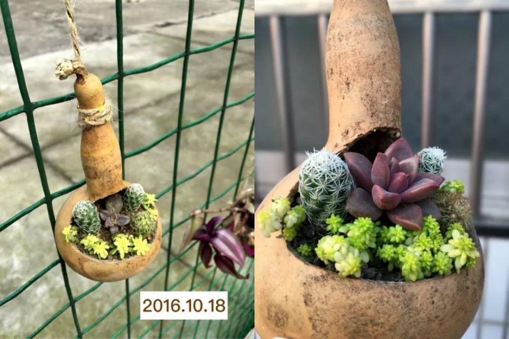 用葫芦种多肉,一养就是三年,邻居给钱都不卖!