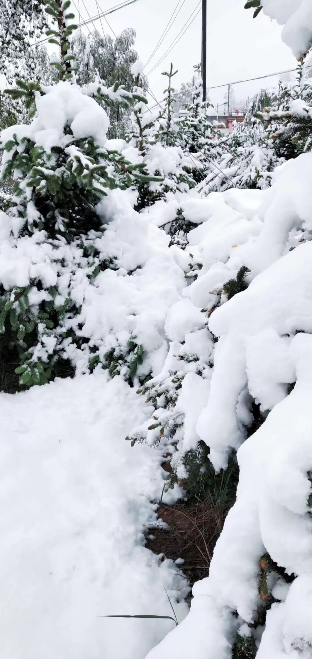 怪不得泾川这么冷,原来是甘肃这些地方下雪了!