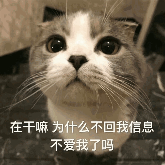 可爱萌宠猫猫搞笑表情包:在干嘛?为什么不回我信息,不