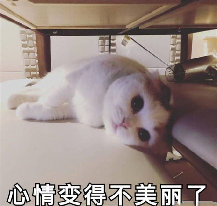 可爱萌宠猫猫搞笑表情包:在干嘛?为什么不回我信息,不