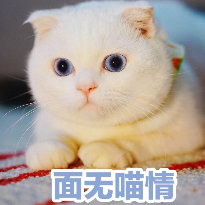 可爱萌宠猫猫搞笑表情包:在干嘛?为什么不回我信息,不