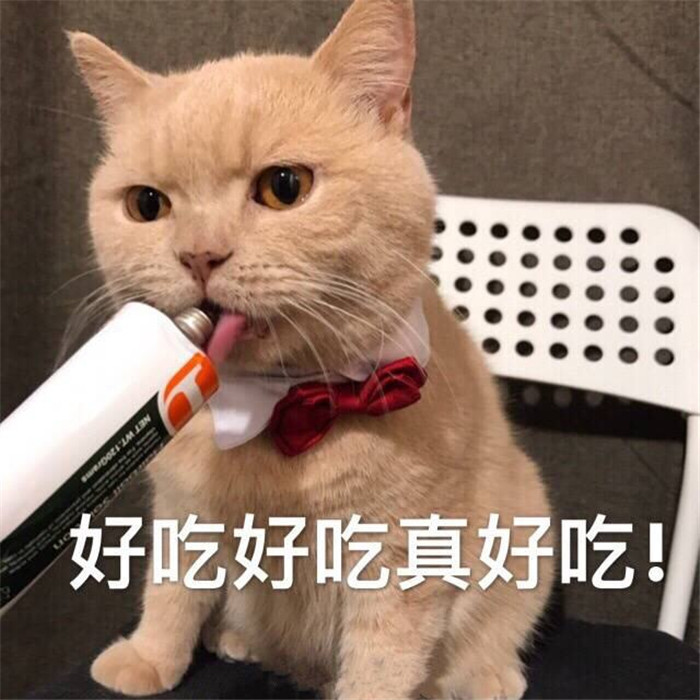 可爱萌宠猫猫搞笑表情包:我要跟你亲亲了,你准备一下