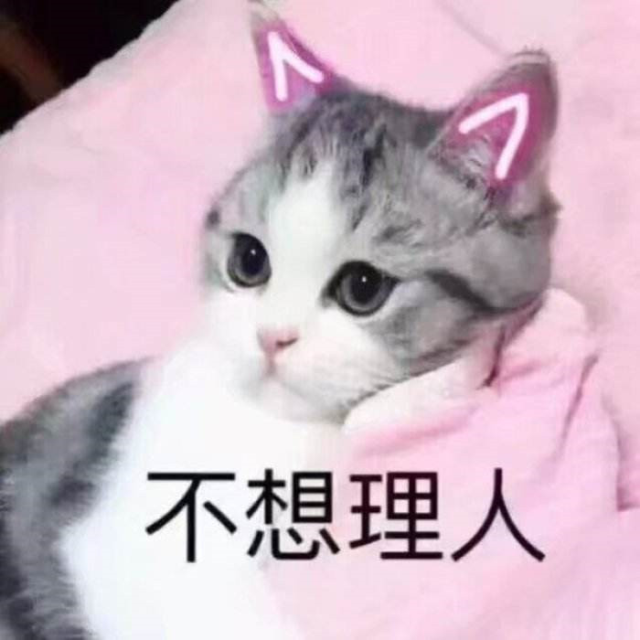 可爱萌宠猫猫搞笑表情包:别说了,我已经哭了