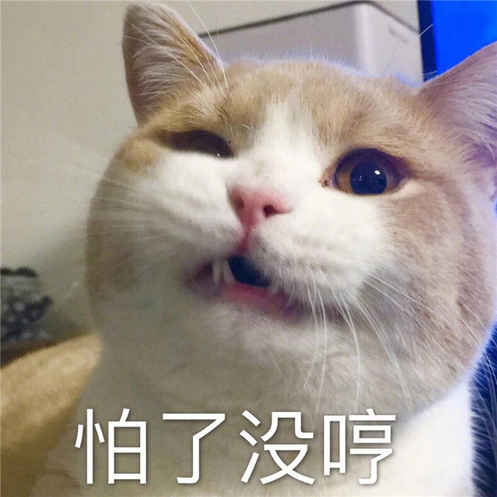 可爱萌宠猫猫搞笑表情包:超级无敌理直气壮!