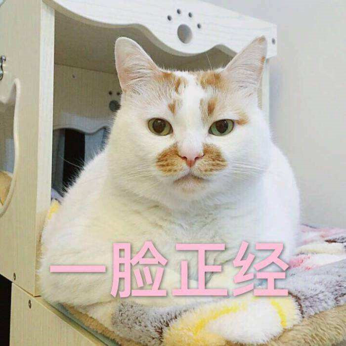 可爱萌宠猫猫搞笑表情包:别说了,我已经哭了