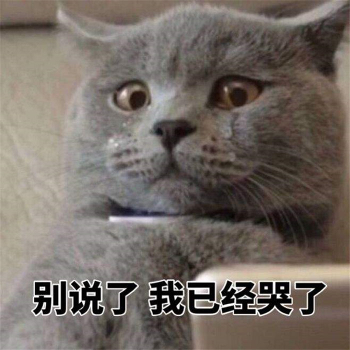 可爱萌宠猫猫搞笑表情包:别说了,我已经哭了