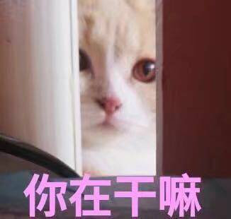 萌宠猫咪表情包:我申请加入你的被窝