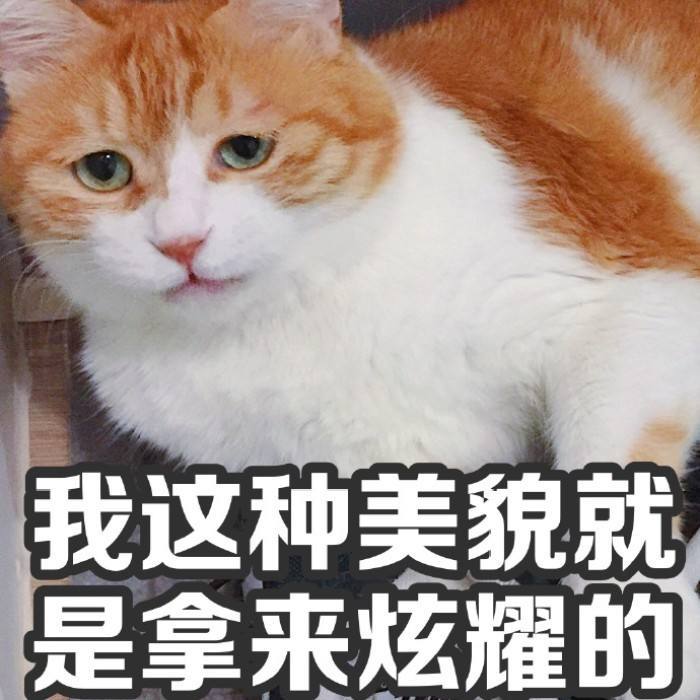 超可爱软萌猫咪表情包:我这样的美貌,就是拿来炫耀的!