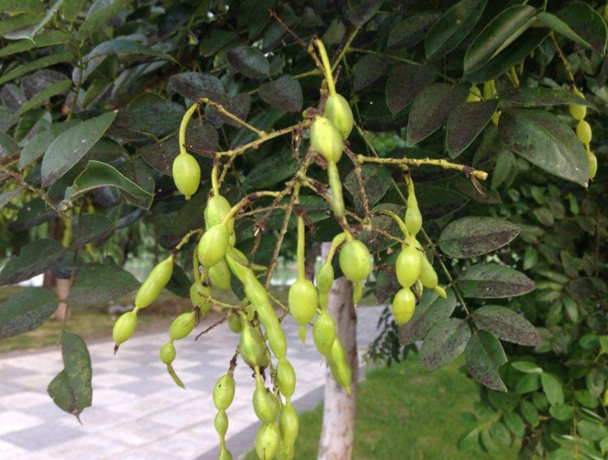 槐树,果实,豆子,槐花,野菜