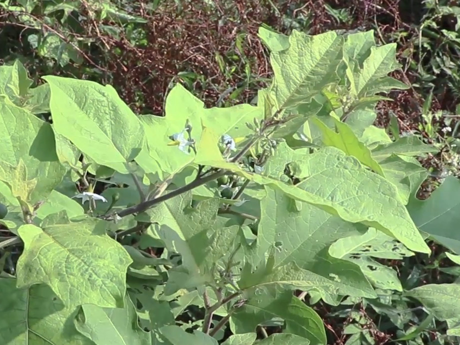 这种草药植物学名为水茄,叶捣烂外敷可以消肿,大家认识了解一下