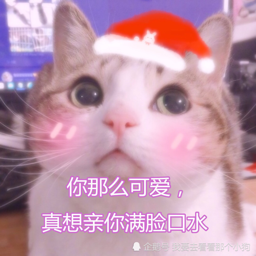 "羞红脸"情侣聊天表情包:你那么可爱,真想亲你满脸口水