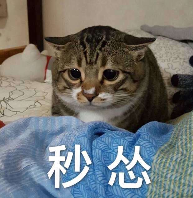 卖萌·猫咪表情包:你不在手边的时候,手一直在想你