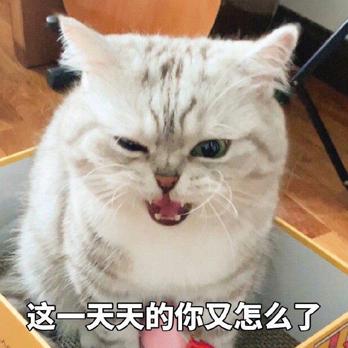 软萌可爱小猫咪搞笑表情包:这一天天的你又怎么了