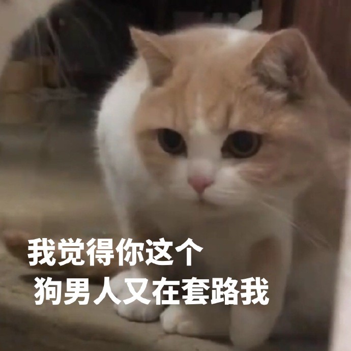 软萌可爱小猫咪搞笑表情包:我觉得你这个狗男人又在套路我