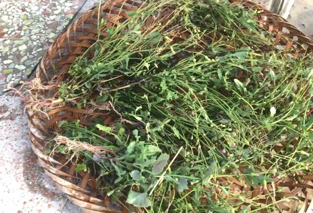 长在路边的这种野草,很多人拿来喂兔子,但它的药用价值不容小觑