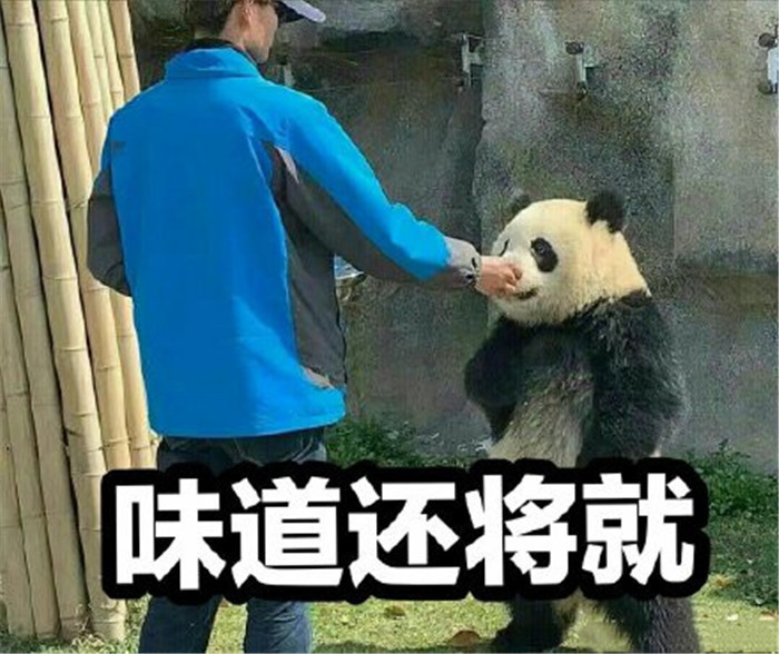 可爱萌宠熊猫团子表情包:别烦我,我要思考熊生