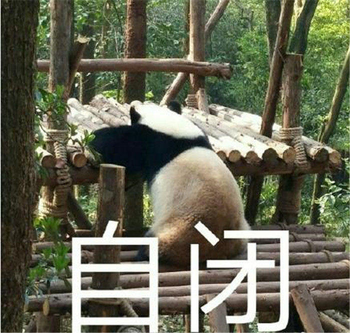 可爱萌宠熊猫团子表情包:别烦我,我要思考熊生