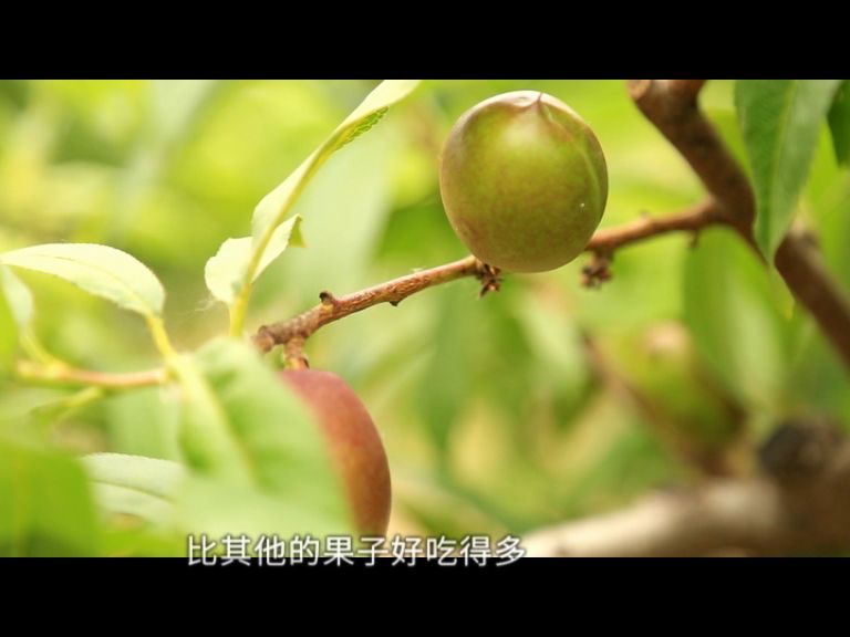 薛师傅的孙女看到 身材矮小的爷爷在果树下婆娑着腰打理的样子 忍不