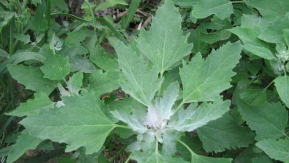 野菜,灰灰菜,夏天,天气,快点