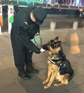 一只有网红气质的话痨警犬:夸我夸我快夸我!
