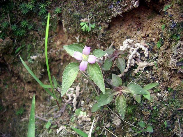 农村这种植物,遇见不要忽视,它是天然"护肝草",治肝病