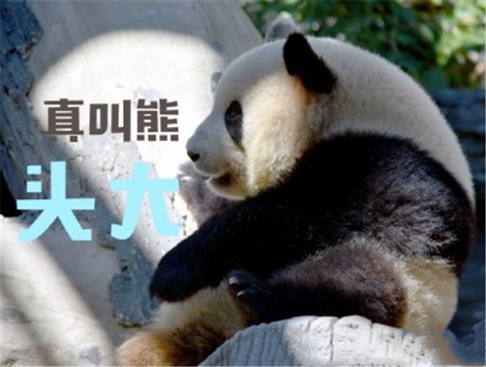 可爱萌宠熊猫团子搞笑表情包:真叫熊头大!