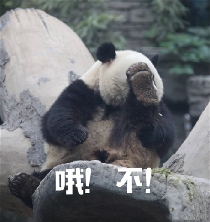 可爱萌宠熊猫团子搞笑表情包:真叫熊头大!