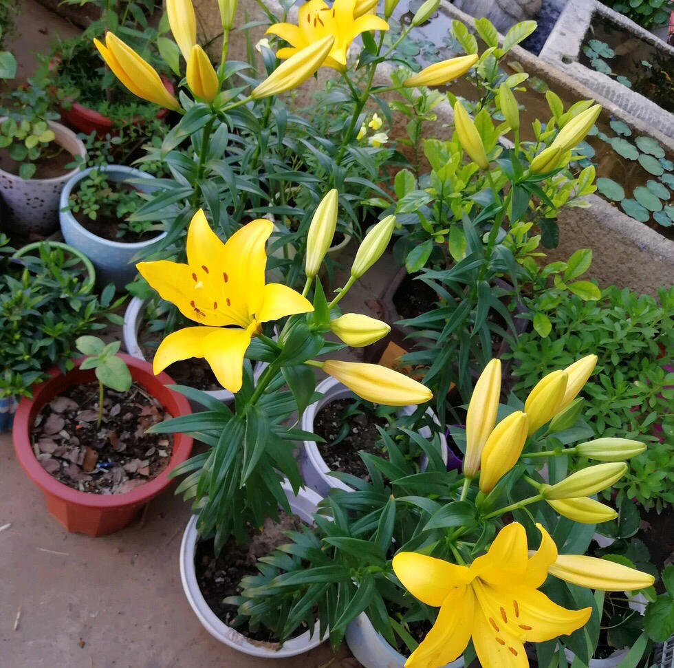 百合花,盆栽,浇水,花朵,花苞