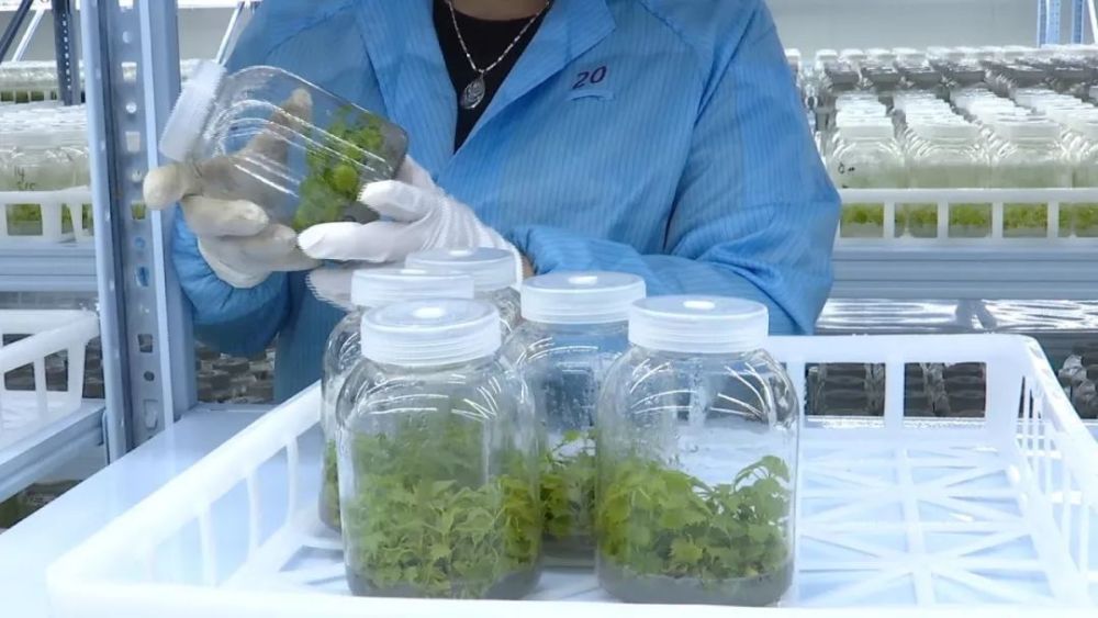 就是通过植物生长模拟系统 为植物克隆创造最为适宜的温光气热营养