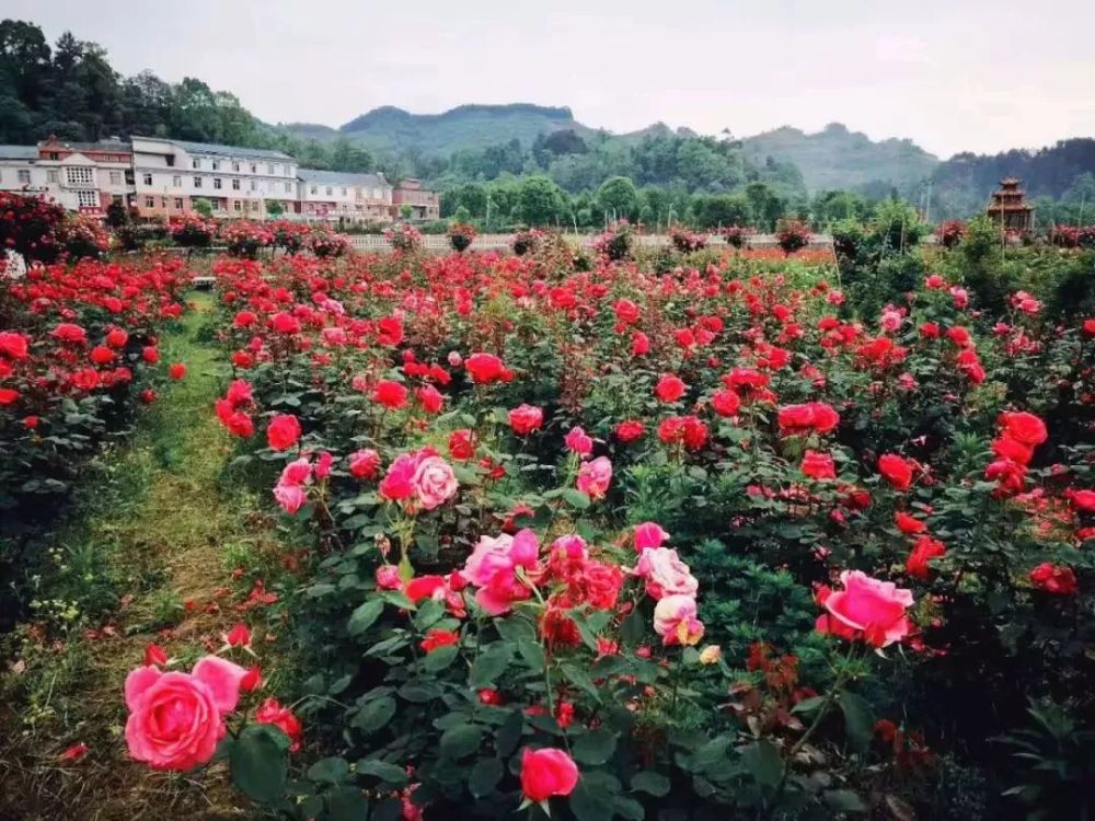 《重庆玫瑰观赏地图》出炉!到南川这里邂逅"花花世界"