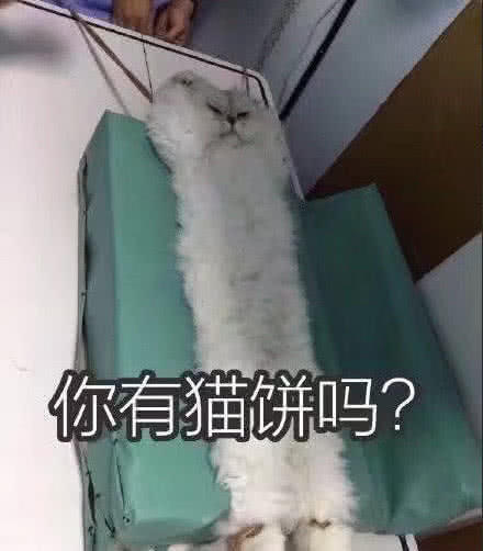 小奶猫也熬夜?表情包撒娇要抱抱,图3一脸懵:或许你有猫饼吗?