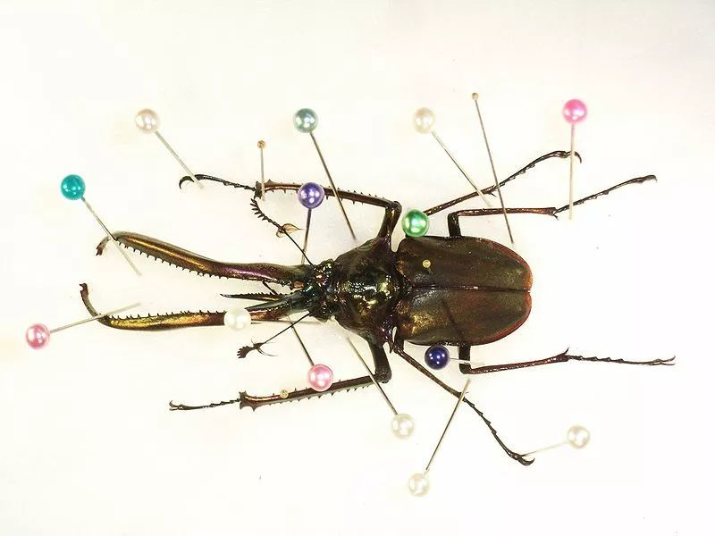 类 型   昆虫标本直观生动且不受季节和地域的限制,制作时通常使用针