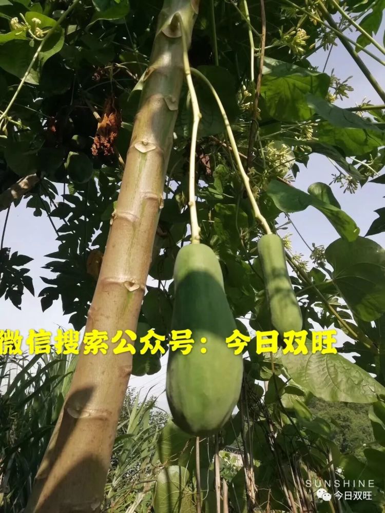 博白网友们木瓜树还分公母?公木瓜树你见过吗?